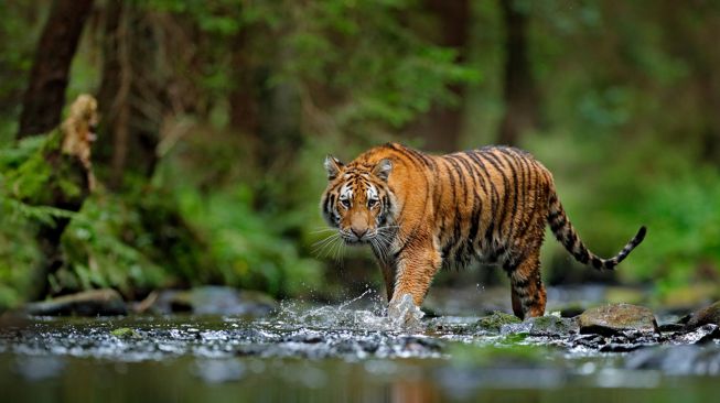 47517 ilustrasi harimau sumatera shutterstock