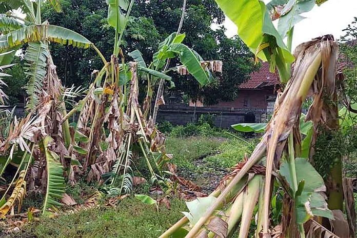 ilustrasi pisang