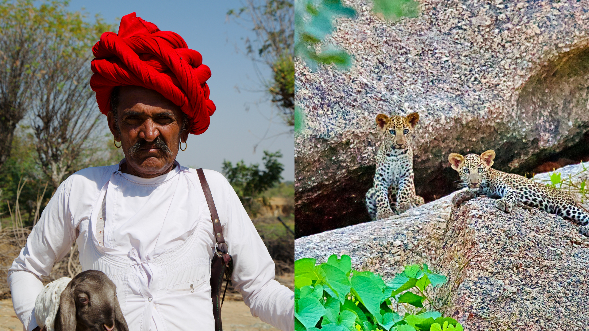 1648106006048 inside leopard country where humans and big cats exist in harmony nAngNW