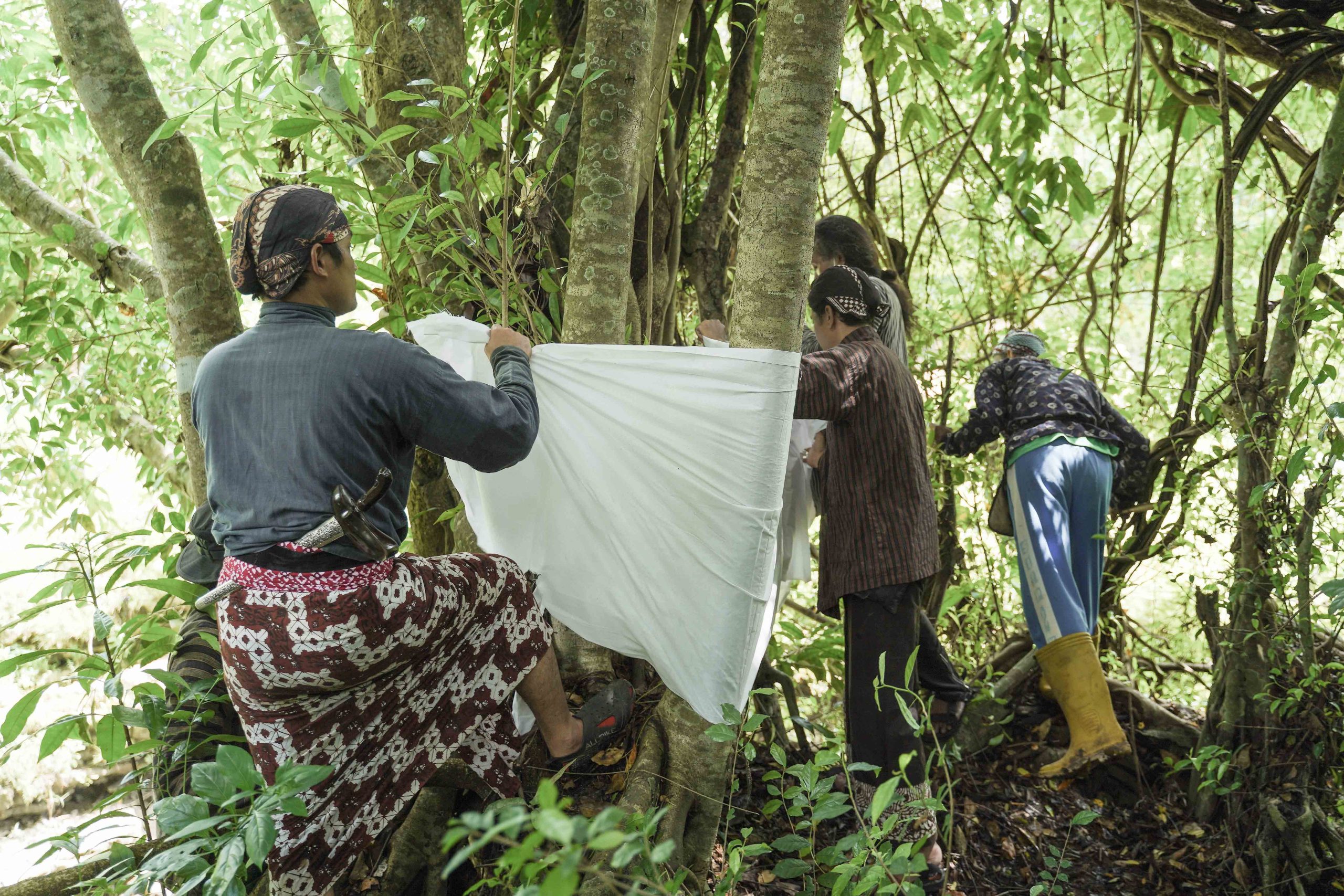 1649321835166 ritual nglangse atau pemasangan kain mori di salah satu pohon di tepi kali gowang pohon ini sebetulnya terdiri dari tiga jenis pohon yang tumbuh menyatu jhVO5d scaled