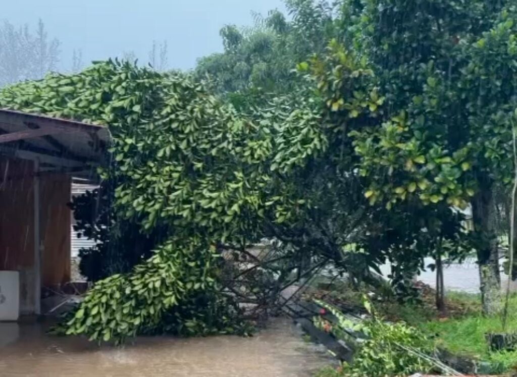 Pohon tumbang di perumahan Pesona Bukit Sintuk timpa rumah warga. 