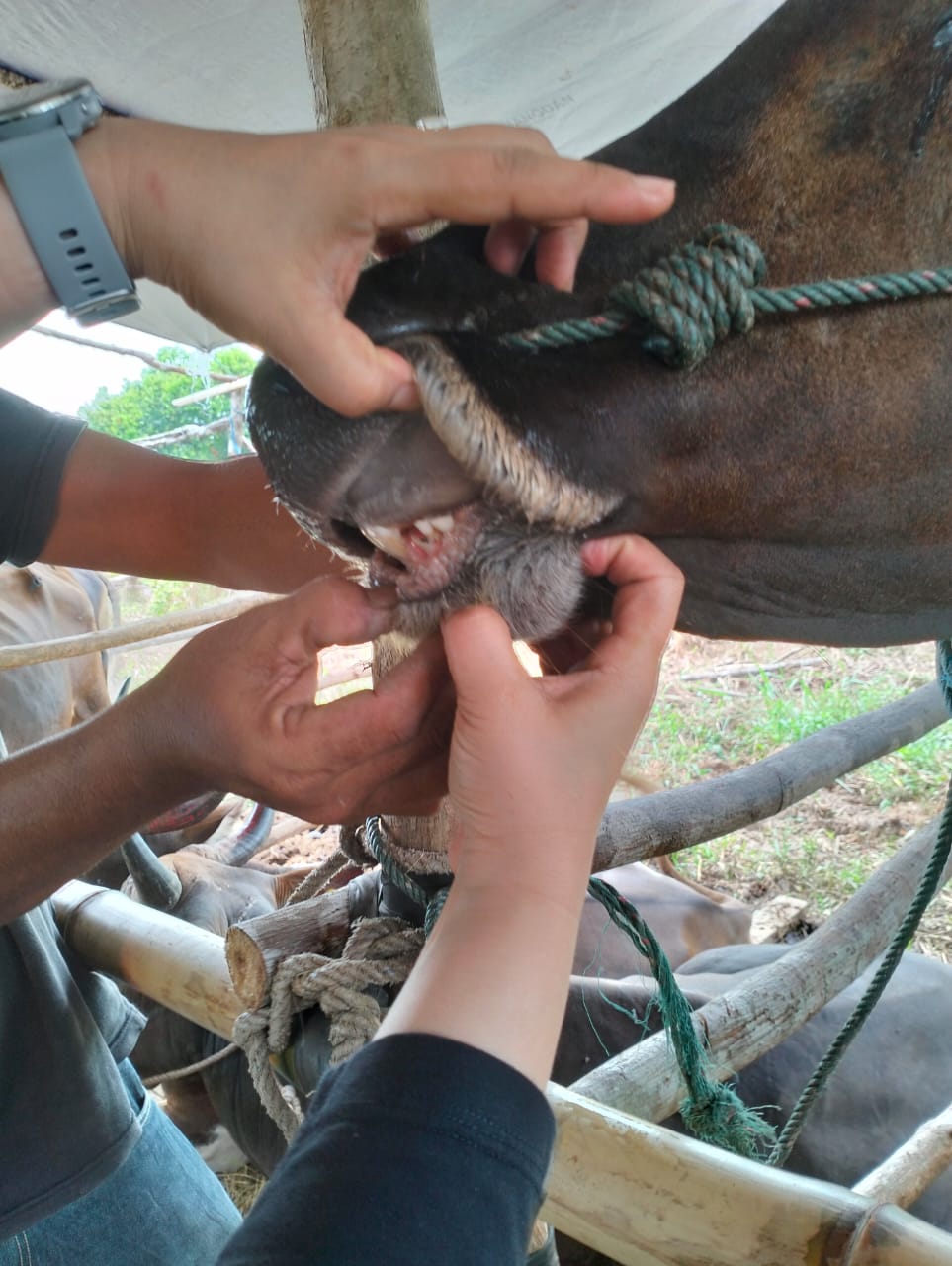 Menuju Swasembada Daging Sapi Kutim Galakkan Inseminasi Buatan 3