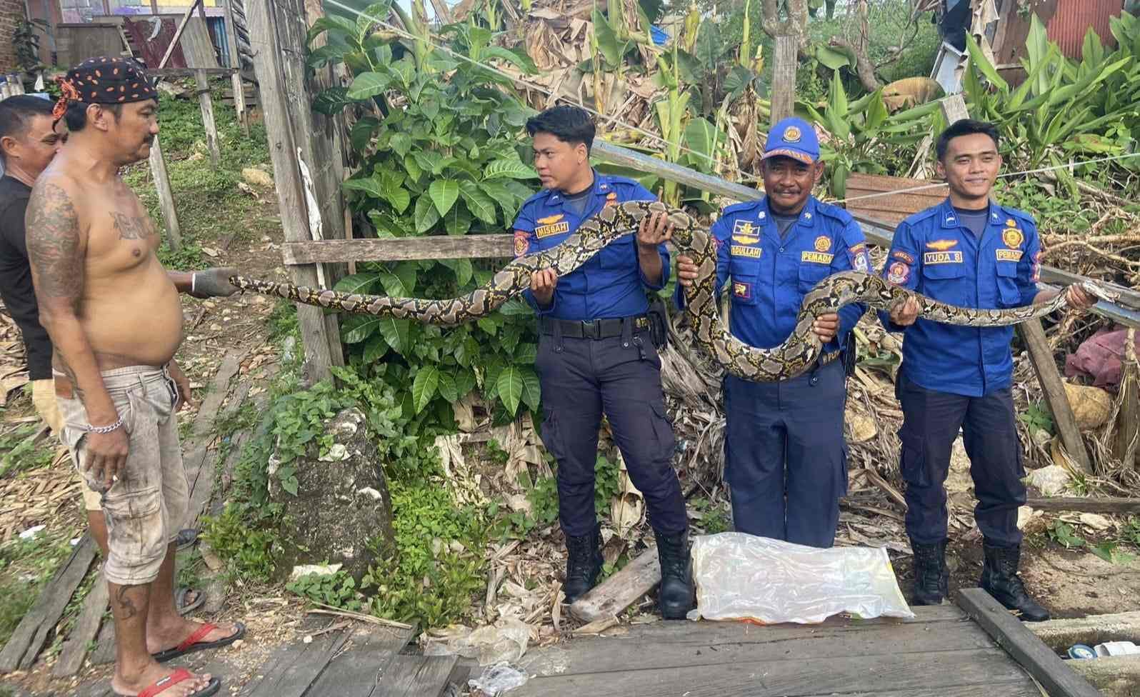 Ular Piton Besar Dievakuasi Damkar di Tanjung Limau