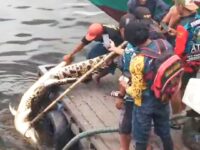 Buaya Tiga Meter Ditemukan Mati di Bontang, Warga Curiga Ada Kejanggalan