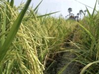 Produksi Padi Kaltim Meningkat 9,99 Persen pada 2024
