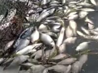 Duka Nelayan Santan Ilir, Ikan Mati Massal Diduga Akibat Pembangunan Pabrik