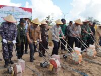 Panen Raya Jagung Serentak Kuartal II di PPU, Kamis (5/6) (Foto : Humas Sekretariat DPRD Kaltim)