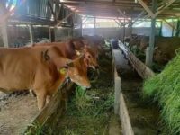 Jelang Iduladha, Panitia Kurban Diminta Tak Abai Soal Kebersihan