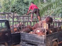 Harga Sawit Terus Tergerus di Kaltim, Petani Kian Terjepit