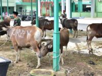 Korem 091/ASN Sembelih 17 Hewan Kurban, Danrem: Ini Saatnya Merajut Kepedulian
