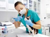 Begini Cara Urus Perizinan Klinik Hewan di Bontang
