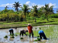 Gawat! Ratusan Hektare Sawah Hilang, Gubernur Kaltim Akhirnya Turun Tangan