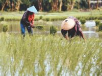 Kaltim Siap Jadi Lumbung Pangan Nasional, Garap 14 Ribu Hektare Lahan Rawa!