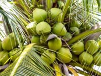 Komoditi Kelapa di Kaltim.