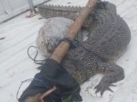 Warga Bontang Baru Diserang Buaya, Ini Kronologinya