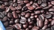 Sertifikasi IG, Kopi Arabika Seko Siap Mendunia dari Lereng Luwu Utara