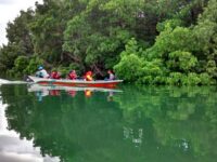 Wisata Sungai Belanda Bontang, Destinasi Mangrove Cantik yang Simpan Jejak Penjajahan Belanda