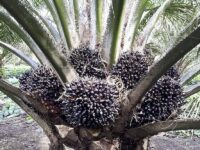 pohon kelapa sawit