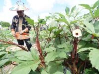 Mahyunadi, saat kunjugan melihat langsung praktik pertanian terpadu di area dekat Taman Budaya Sendawar. (dok : ist)