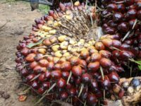 Kelapa sawit (dok: ist)