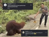 Tangkapan layar orang utan dipinggir jalan poros bengalon-kaliorang dan komentar warga net (Dok: istimewa)