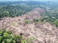 Pembukaan hutan ilegal di kawasan Taman Nasional Kutai, menyisakan bentang alam gundul yang mengancam fungsi konservasi dan ekosistem. (Dok: Balai TNK)