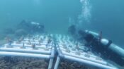 Pemuda dan Pokdarwis Desa Pulau Miang melakukan transplantasi terumbu karang di dasar laut di wisata bahari Sangkulirang, Kutim.(Dok: istimewa)