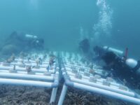 Pemuda dan Pokdarwis Desa Pulau Miang melakukan transplantasi terumbu karang di dasar laut di wisata bahari Sangkulirang, Kutim.(Dok: istimewa)