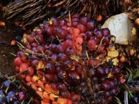 Tandan buah segar kelapa sawit (dok: ist)