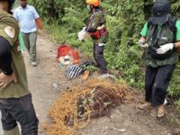 Evakuasi orangutan jantan dewasa oleh tim BKSDA Kaltim bersama mitra konservasi usai ditemukan di pinggir jalan poros Kutim.(Dok: BKSDA Kaltim)