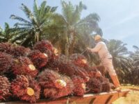 Petani sawit Kaltim (dok: ist)