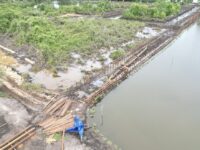 Proyek pembangunan jaringan irigasi tambak di kawasan Taman Nasional Kutai yang diduga melintasi area konservasi, menjadi sorotan di tengah klaim ketaatan RTRW Kutim 100 persen.(Dok: istimewa)