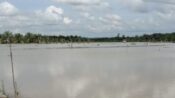 Kondisi persawahan di SP2 Desa Margomulyo, Kecamatan Rantau Pulung, yang terendam banjir akibat tingginya curah hujan dalam beberapa hari terakhir.(Dok: istimewa)