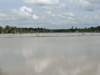 Kondisi persawahan di SP2 Desa Margomulyo, Kecamatan Rantau Pulung, yang terendam banjir akibat tingginya curah hujan dalam beberapa hari terakhir.(Dok: istimewa)