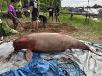 Pesut Mahakam (Orcaella Brevirostris) Bernama Lion berusia lebih 30 tahun ditemukan mati di perairan Kampung Baru, Liang, Kecamatan Kota Bangun, Senin (5/5/2026) (Dok: Yayasan RASI)